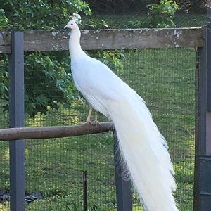 Meet your Posher, Pat